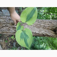 Хоста Luna moth