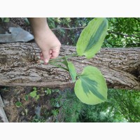 Хоста Luna moth