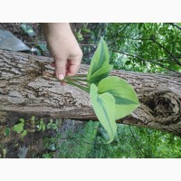 Хоста Luna moth