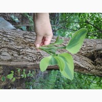 Хоста Luna moth