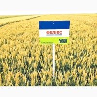 Озима пшениця європейських селекцій офіційна 1 репродукція