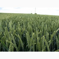 Озима пшениця європейських селекцій офіційна 1 репродукція