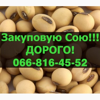 Переробне підприємство оголошує про закупівлю СОЮ