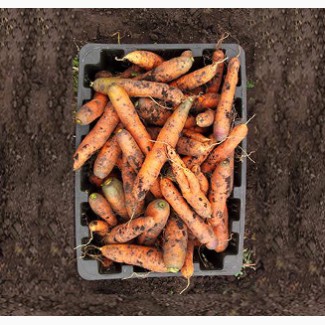 Оптова компанія закуповує моркву 2-го сорту оптом з відтермінуванням 14-30 днів