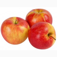 Продам яблука сортів: Чемпіон, Глостер відмінної якості