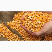 Купуємо кукурудзу на умовах DAP Румунія м.Констанца