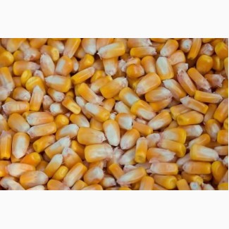 Фуражна кукурудза преміум-якості за вигідною ціною
