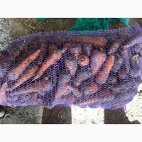 Продам моркву від 5–10 т