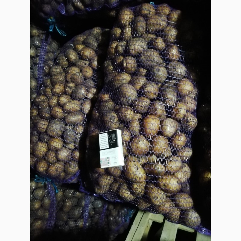 Фото 2. Продам насінневу картоплю сорт Мелоді