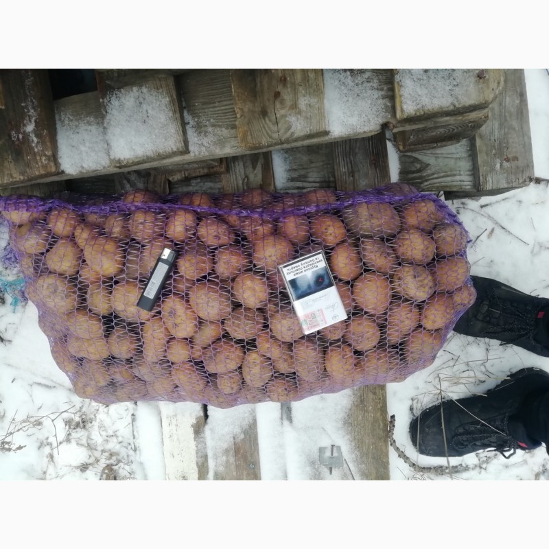 Фото 3. Продам насінневу картоплю сорт Мелоді