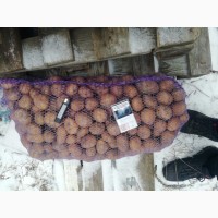 Продам насінневу картоплю сорт Мелоді