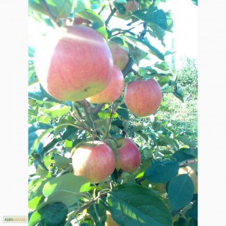 Продам яблука, урожай 2014 року. Сорта: Аріво, Флоріна, Райка. .