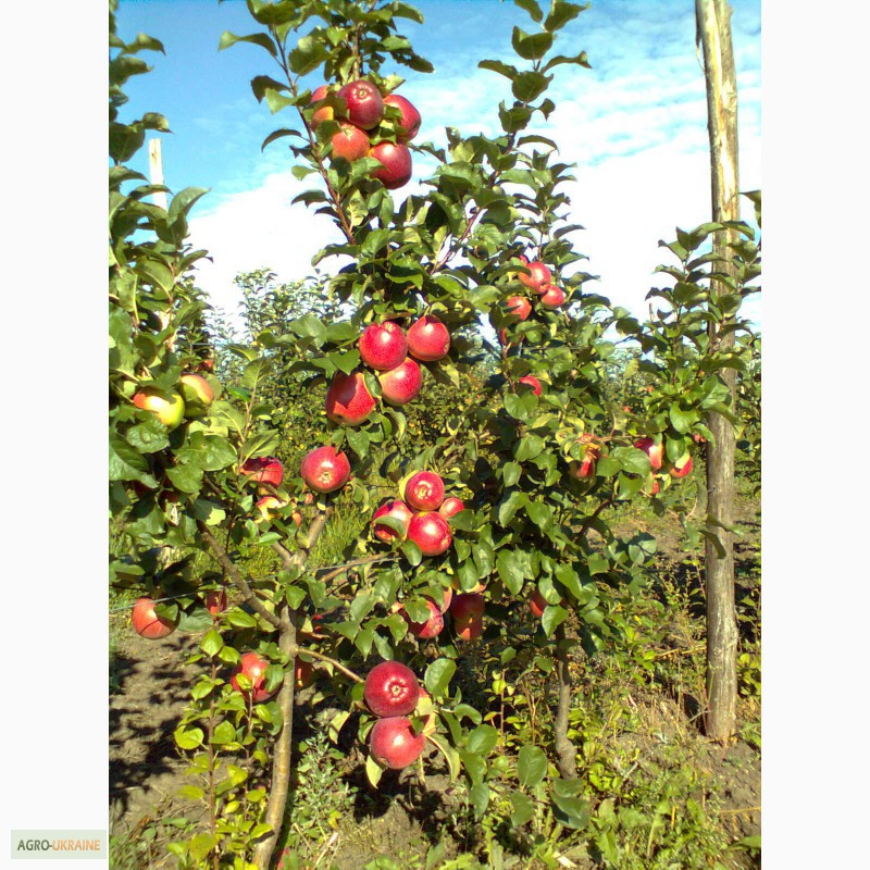 Фото 10. Продам яблука, урожай 2014 року. Сорта: Аріво, Флоріна, Райка. .