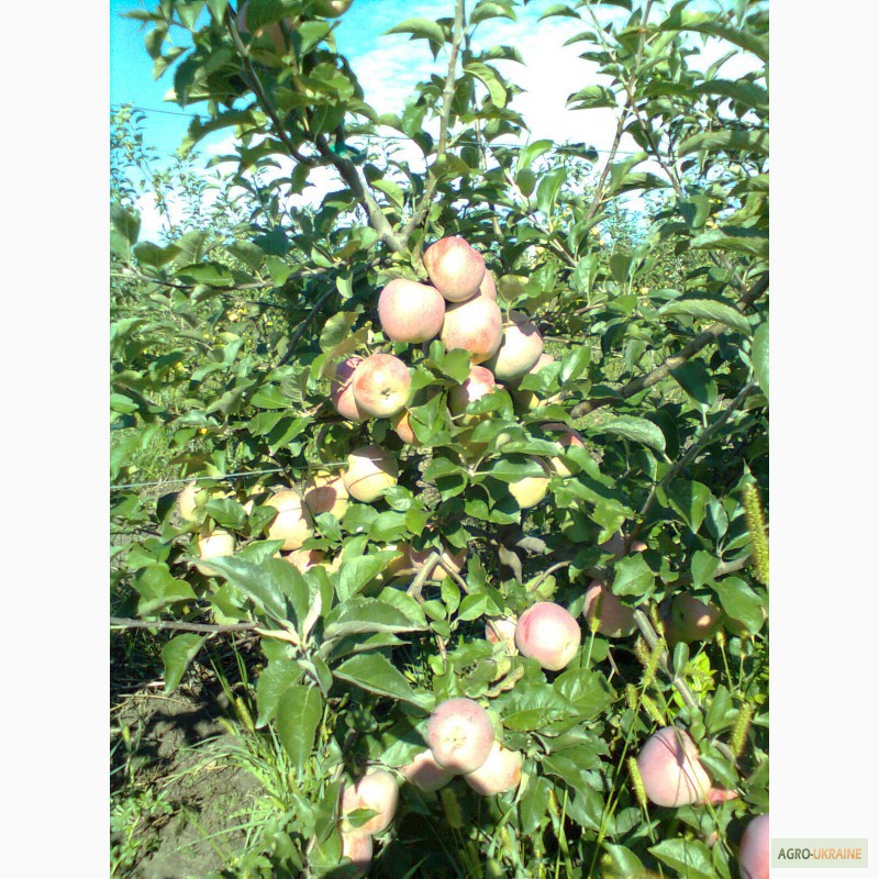 Фото 11. Продам яблука, урожай 2014 року. Сорта: Аріво, Флоріна, Райка. .