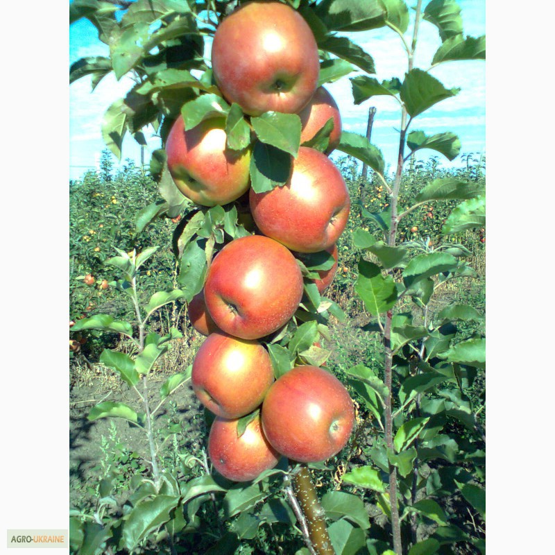 Фото 12. Продам яблука, урожай 2014 року. Сорта: Аріво, Флоріна, Райка. .