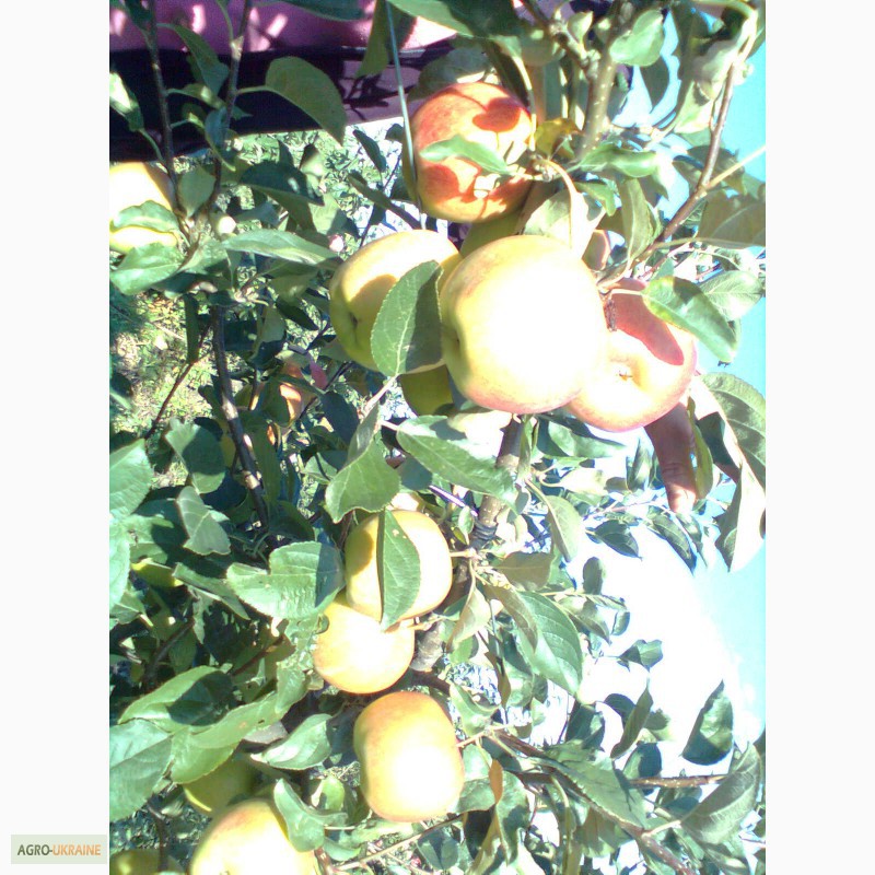 Фото 2. Продам яблука, урожай 2014 року. Сорта: Аріво, Флоріна, Райка. .