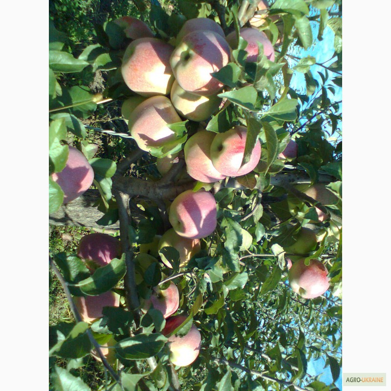 Фото 3. Продам яблука, урожай 2014 року. Сорта: Аріво, Флоріна, Райка. .