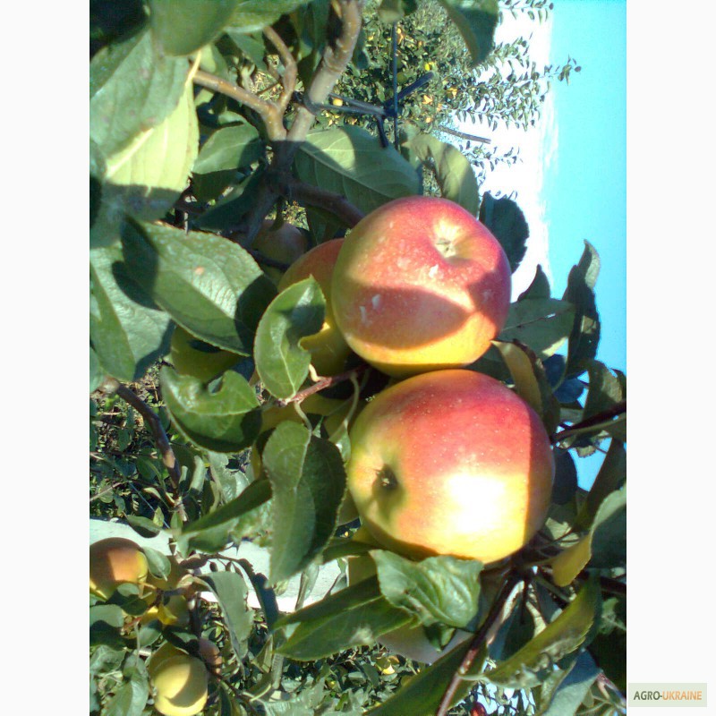 Фото 4. Продам яблука, урожай 2014 року. Сорта: Аріво, Флоріна, Райка. .