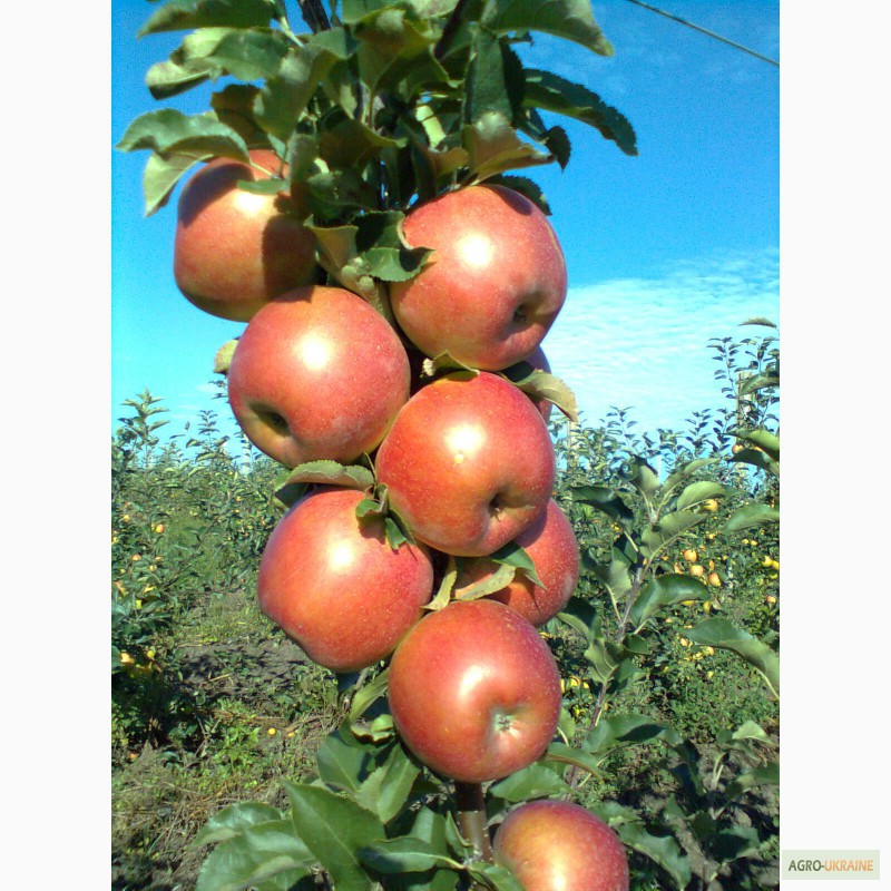 Фото 5. Продам яблука, урожай 2014 року. Сорта: Аріво, Флоріна, Райка. .