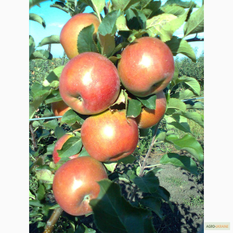 Фото 6. Продам яблука, урожай 2014 року. Сорта: Аріво, Флоріна, Райка. .