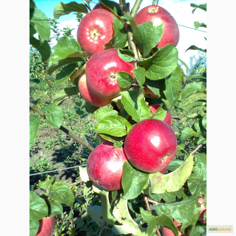 Фото 7. Продам яблука, урожай 2014 року. Сорта: Аріво, Флоріна, Райка. .