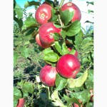 Продам яблука, урожай 2014 року. Сорта: Аріво, Флоріна, Райка. .