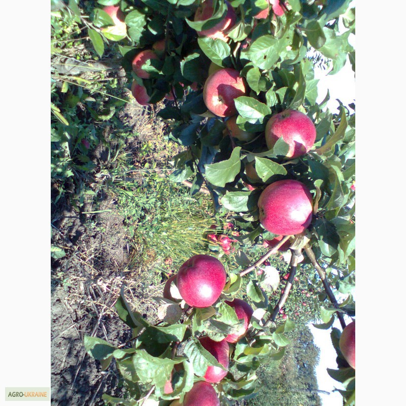 Фото 8. Продам яблука, урожай 2014 року. Сорта: Аріво, Флоріна, Райка. .