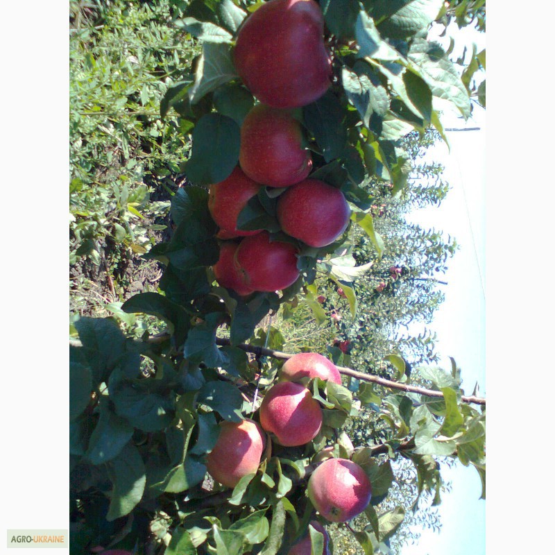 Фото 9. Продам яблука, урожай 2014 року. Сорта: Аріво, Флоріна, Райка. .