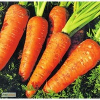 Морковь буряк лук капуста