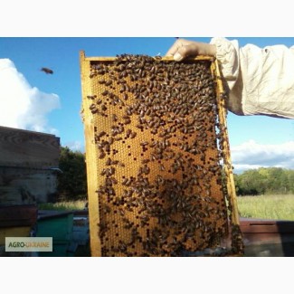 Пчелопакеты карпатской породы 5 рамочные