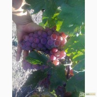 Посадочный материал винограда изабельных, гибридных и европейских сортов.