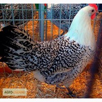 Куры Остфризская чайка (Ostfriesische M 246; wen or East Frisian Gull chicken)
