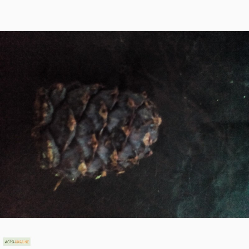 Фото 2. Продам кедровий горіх 2016 Pinus Cembra