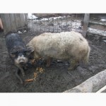 Продам свиней венгерской пуховой мангалицы