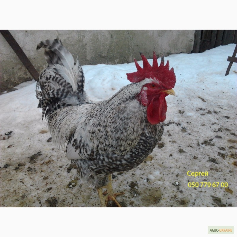 Фото 2. Продам инкубационное яйцо, цыплята Борковской барвистой