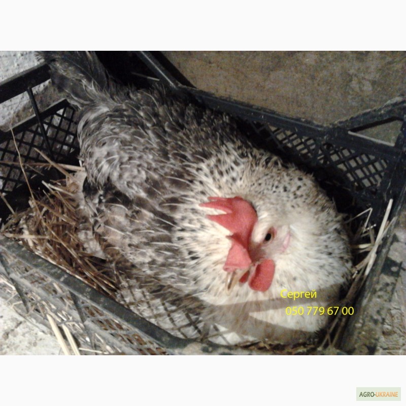 Фото 3. Продам инкубационное яйцо, цыплята Борковской барвистой