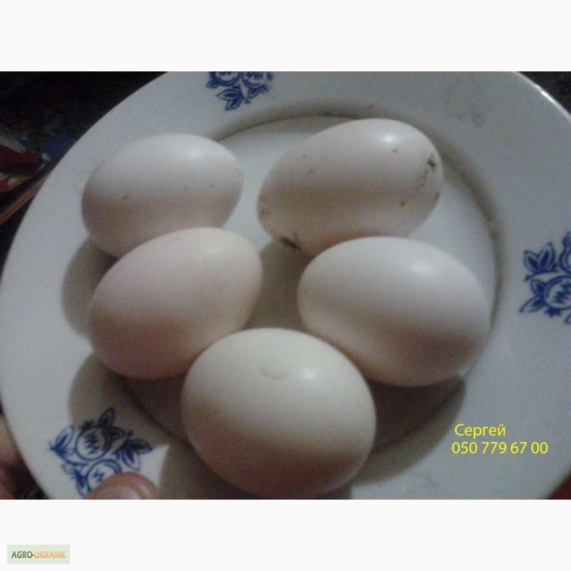 Фото 5. Продам инкубационное яйцо, цыплята Борковской барвистой