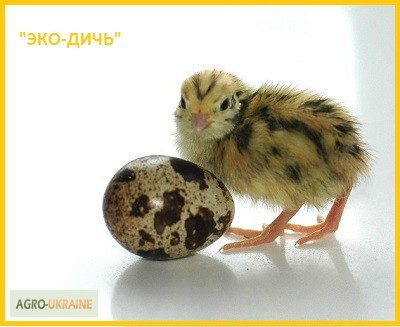 Фото 5. Яйца инкубационные перепела Феникс Золотистый (линия Франции)