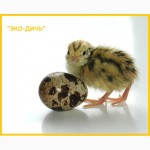 Яйца инкубационные перепела Феникс Золотистый (линия Франции)