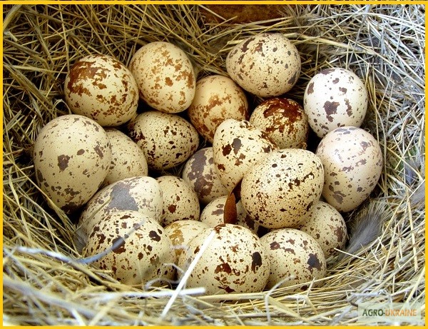 Фото 6. Яйца инкубационные перепела Феникс Золотистый (линия Франции)