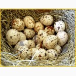Яйца инкубационные перепела Феникс Золотистый (линия Франции)