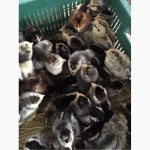 Продажа суточного молодняка: утки, гуси, цыплята, бройлер, мулард