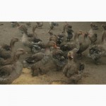 Продажа суточного молодняка: утки, гуси, цыплята, бройлер, мулард