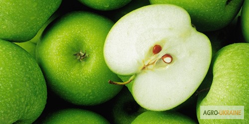Фото 2. Яблочный концентрат пищевой порошкообразный