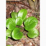 Грушанка круглолистная (Pyrola rotundifolia), саженцы