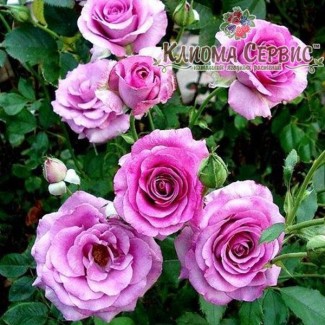 Роза плетистая Climbing Violette Parfumе