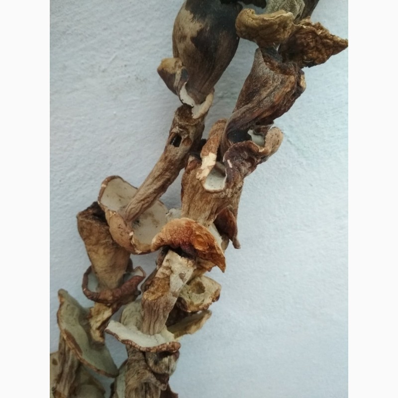 Фото 4. Белые грибы