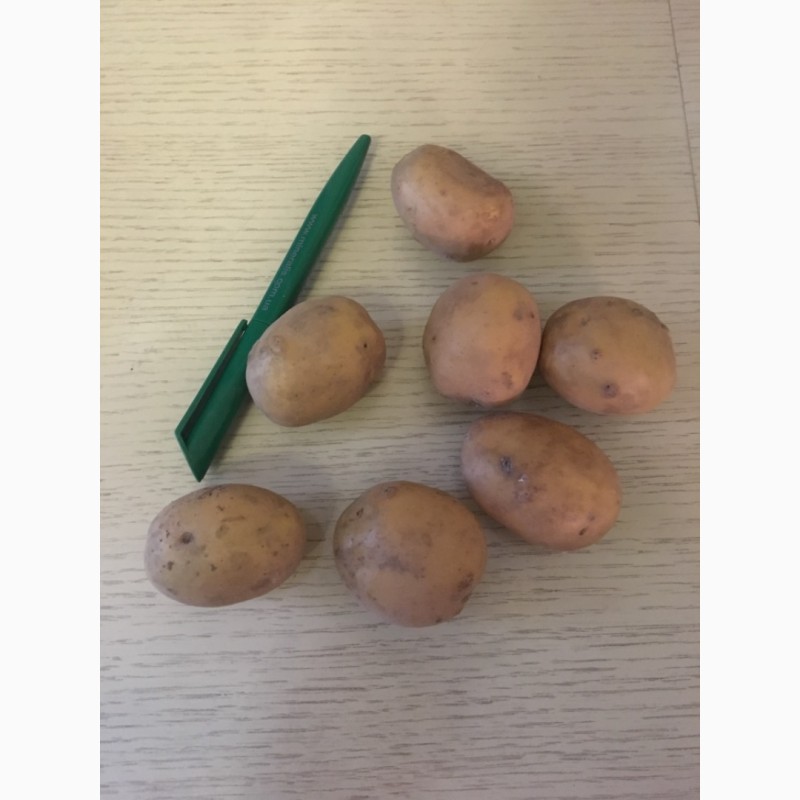Фото 2. Продам семенной картофель сорт «Агата», «Ароза»