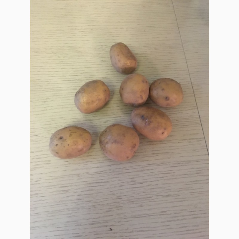 Фото 3. Продам семенной картофель сорт «Агата», «Ароза»
