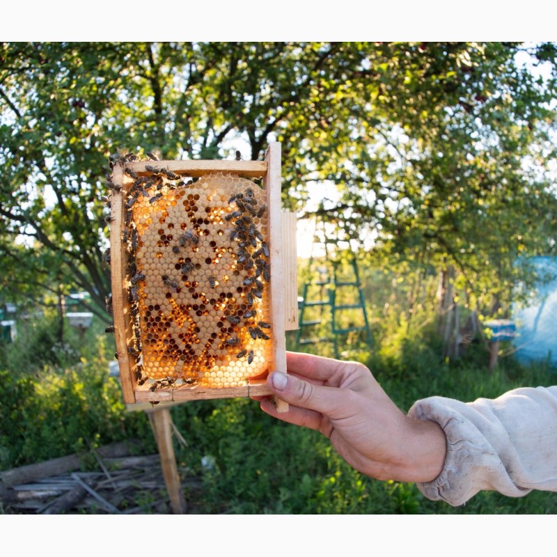 Фото 2. Продом бджолопакети, матки та бджолопродукти (Карпатська бджола)